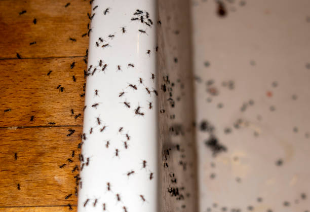 Best Best Pest Control Companies  in Fiskdale, MA