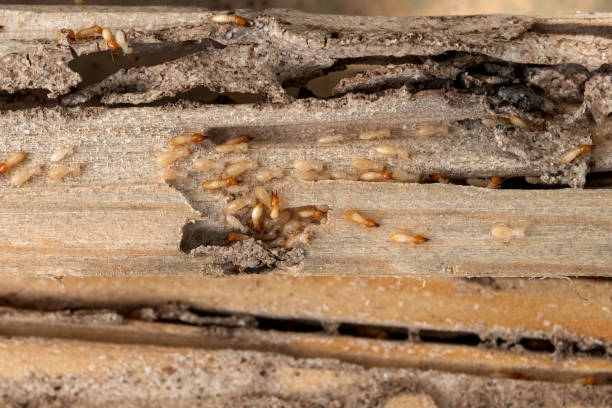 Best Wasp Removal Services  in Fiskdale, MA