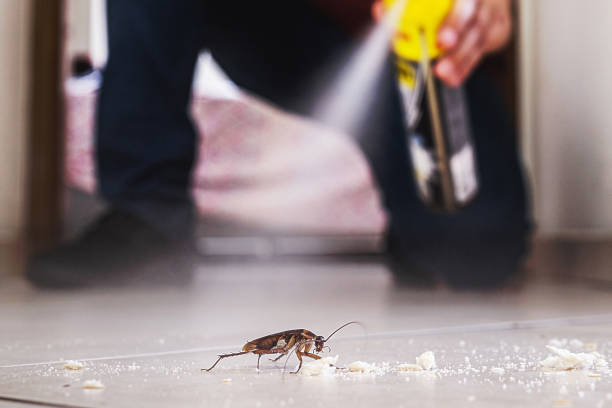 Reliable Fiskdale, MA Pest Control Solutions